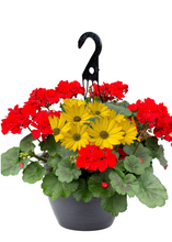 Charger l'image dans la galerie, Jardinière 13" - Géraniums doubles