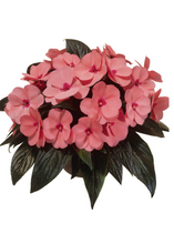 Charger l'image dans la galerie, Jardinière 13" - Impatients Nouvelle-Guinée