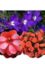 Charger l'image dans la galerie, Jardinière 13" - Impatients Nouvelle-Guinée