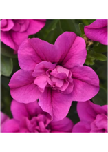 Charger l'image dans la galerie, Jardinière 12" - Calibrachoas (Million bells)