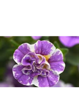 Charger l'image dans la galerie, Jardinière 12" - Calibrachoas (Million bells)