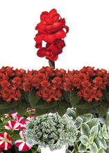 Charger l'image dans la galerie, Arrangement de luxe 15" - Bégonias Solénias