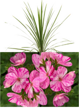 Charger l'image dans la galerie, Arrangement patio 14" - Géraniums Doubles