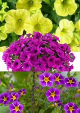 Charger l'image dans la galerie, Jardinière 13" - Supertunias