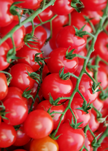 Charger l'image dans la galerie, Patio 15" de tomates Cerise Rapunzel