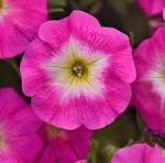 Charger l'image dans la galerie, Jardinière 12" - Pétunia Wave