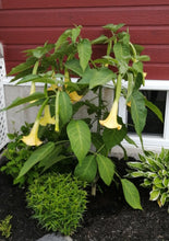 Charger l'image dans la galerie, Brugmansia patio 15"