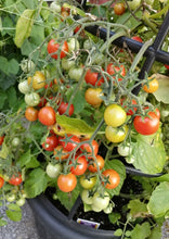 Charger l'image dans la galerie, Tomate Power Pop ( bonbon)