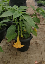 Charger l'image dans la galerie, Brugmansia patio 15"