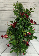 Charger l'image dans la galerie, Mandevilla