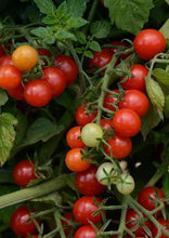 Charger l'image dans la galerie, Patio 15" de tomates Cerise CandyLand Rouge