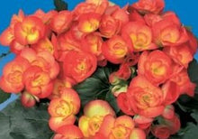 Charger l'image dans la galerie, Bégonia Rieger