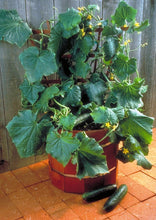 Charger l'image dans la galerie, Concombre libanais