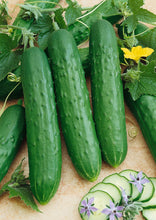 Charger l'image dans la galerie, Concombre libanais