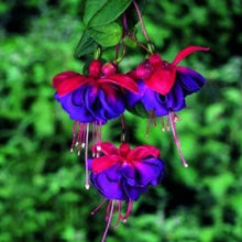 Charger l'image dans la galerie, Jardinière 13" - Fuchsia