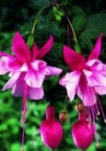 Charger l'image dans la galerie, Fuchsia