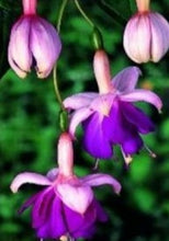 Charger l'image dans la galerie, Fuchsia