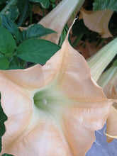 Charger l'image dans la galerie, Brugmansia patio 15"