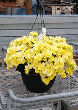 Charger l'image dans la galerie, Bégonia Reiger