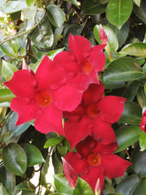 Charger l'image dans la galerie, Mandevilla