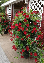 Charger l'image dans la galerie, Mandevilla