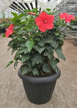 Charger l'image dans la galerie, Hibiscus