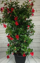 Charger l'image dans la galerie, Mandevilla