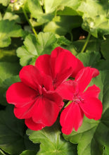 Charger l'image dans la galerie, Géranium Calliopé