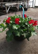 Charger l'image dans la galerie, Géranium Calliopé