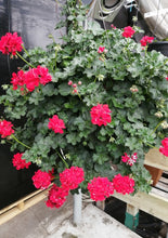 Charger l'image dans la galerie, Géranium Lierre
