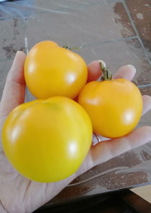 Patio 12" de tomates jaunes Carolina Gold