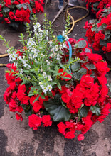 Charger l'image dans la galerie, Jardinière 13" - Bégonias Solénias