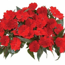 Charger l'image dans la galerie, Jardinière 12" - Impatient Nouvelle-Guinée