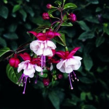 Charger l'image dans la galerie, Jardinière 13" - Fuchsia