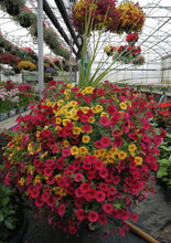 Charger l'image dans la galerie, Jardinières Calibracoa ( million bells )