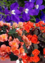 Charger l'image dans la galerie, Jardinière 13" - Bégonias Solénias