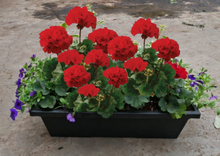Charger l'image dans la galerie, Balconnière 24" - Géraniums Doubles