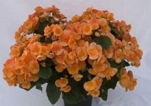 Charger l'image dans la galerie, Bégonia Rieger