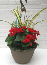 Charger l'image dans la galerie, Jardinière 13" - Bégonias Riegers