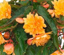 Charger l'image dans la galerie, Jardinière 12" - Bégonias Belleconia