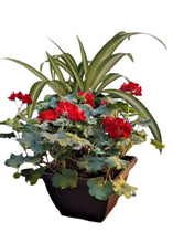 Charger l'image dans la galerie, Jardinière 13" - Géraniums Calliopés