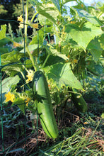 Charger l'image dans la galerie, Concombre de Jardin