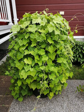 Charger l'image dans la galerie, Patio 12" de concombres Mexican Sour Gherkin