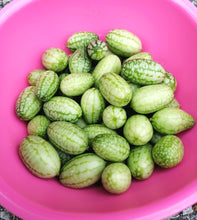 Charger l'image dans la galerie, Patio 12" de concombres Mexican Sour Gherkin