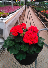 Charger l'image dans la galerie, Jardinières de Géraniums doubles