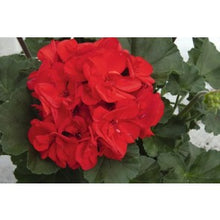 Charger l'image dans la galerie, Jardinière 12" - Géraniums doubles