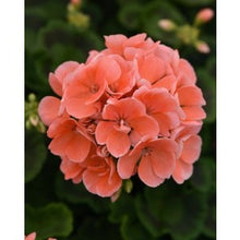 Charger l'image dans la galerie, Jardinière 12" - Géraniums doubles