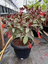 Charger l'image dans la galerie, Fuchsia Géant Variegata 15"