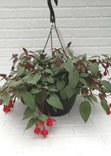 Charger l'image dans la galerie, Jardinière 13" - Fuchsia