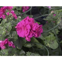 Charger l'image dans la galerie, Jardinière 12" - Géraniums Lierres